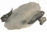3" Zlichovaspis Trilobite With Two Reedops - Morocco - #198135-11